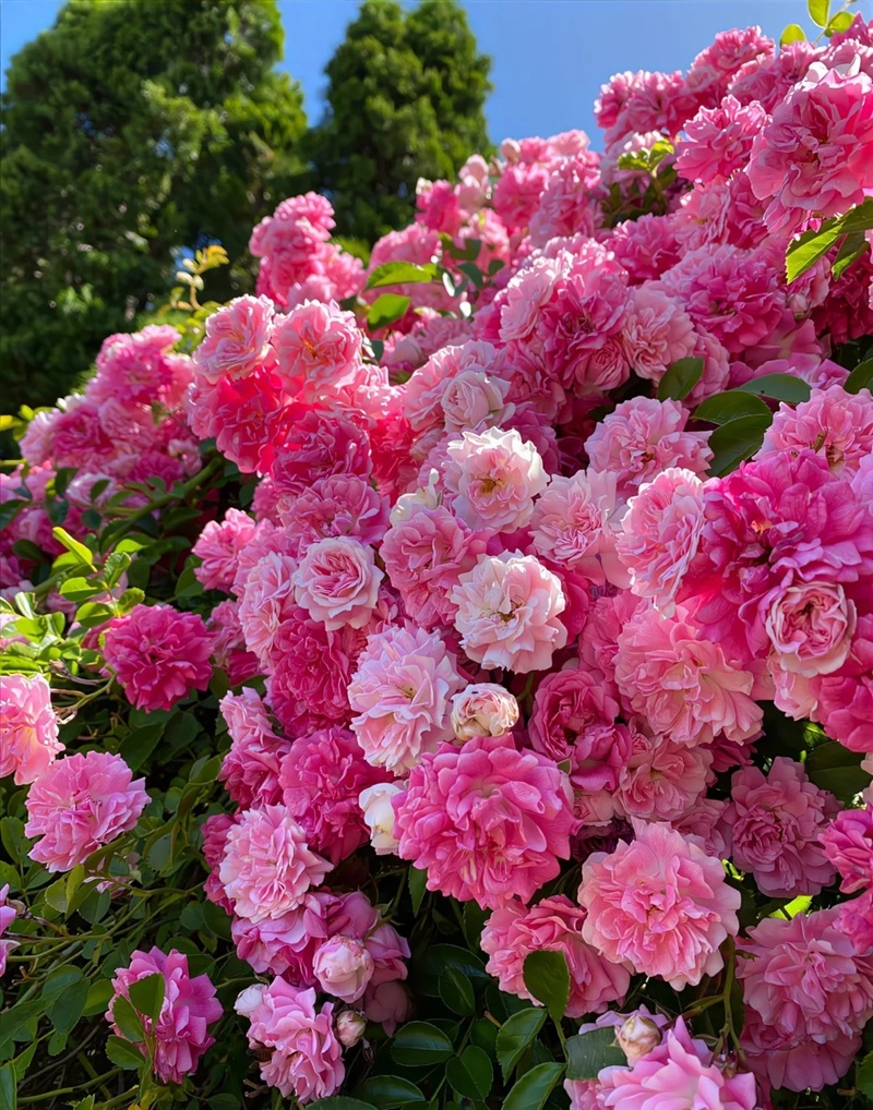 bộ sưu tập ảnh hoa đẹp 14