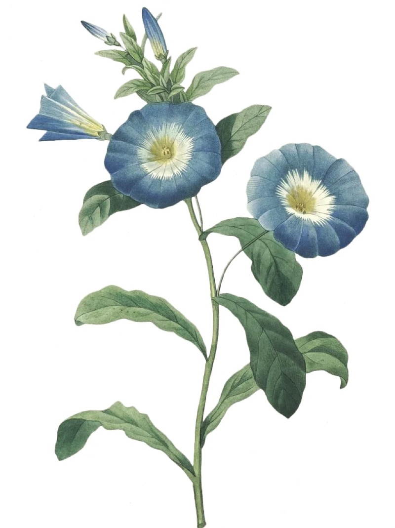 bộ sưu tập ảnh hoa đẹp 19