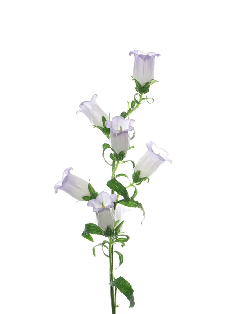 bộ sưu tập ảnh hoa đẹp 20