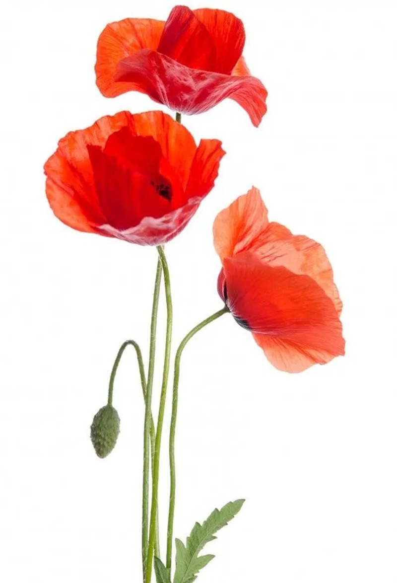 bộ sưu tập ảnh hoa đẹp 21