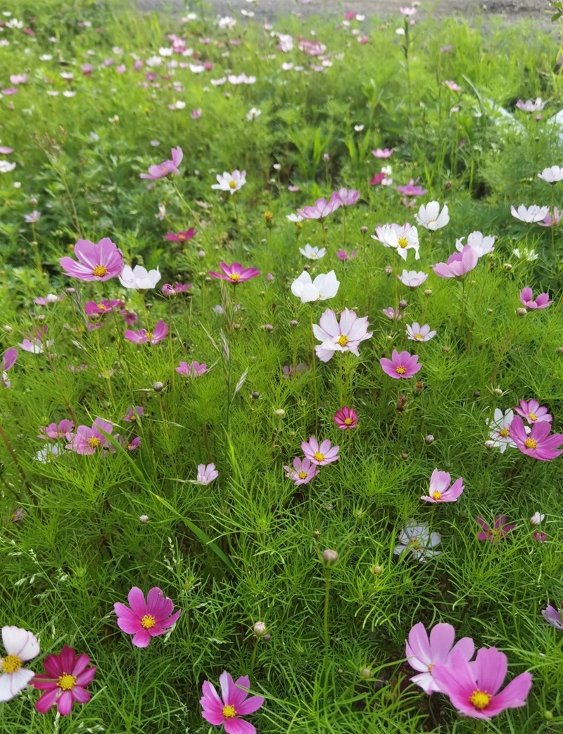 bộ sưu tập ảnh hoa đẹp 27