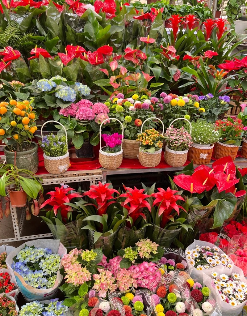 bộ sưu tập ảnh hoa đẹp 28