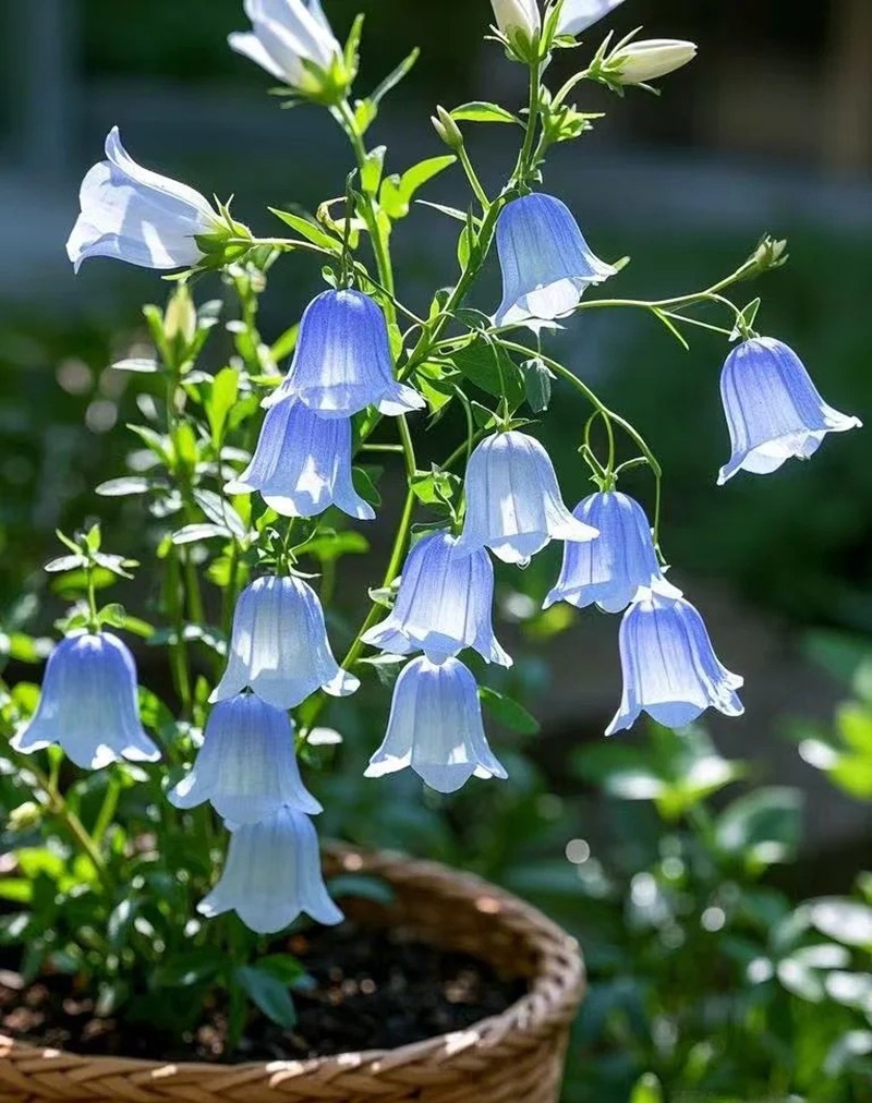 bộ sưu tập ảnh hoa đẹp 3