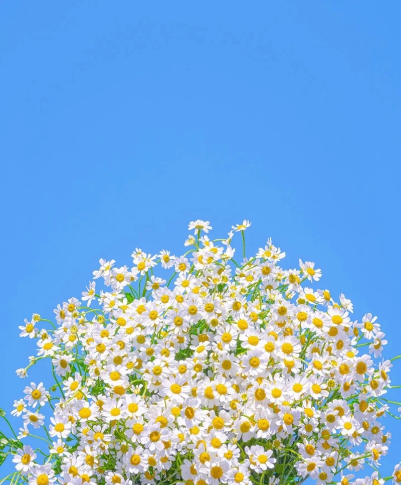 bộ sưu tập ảnh hoa đẹp 33