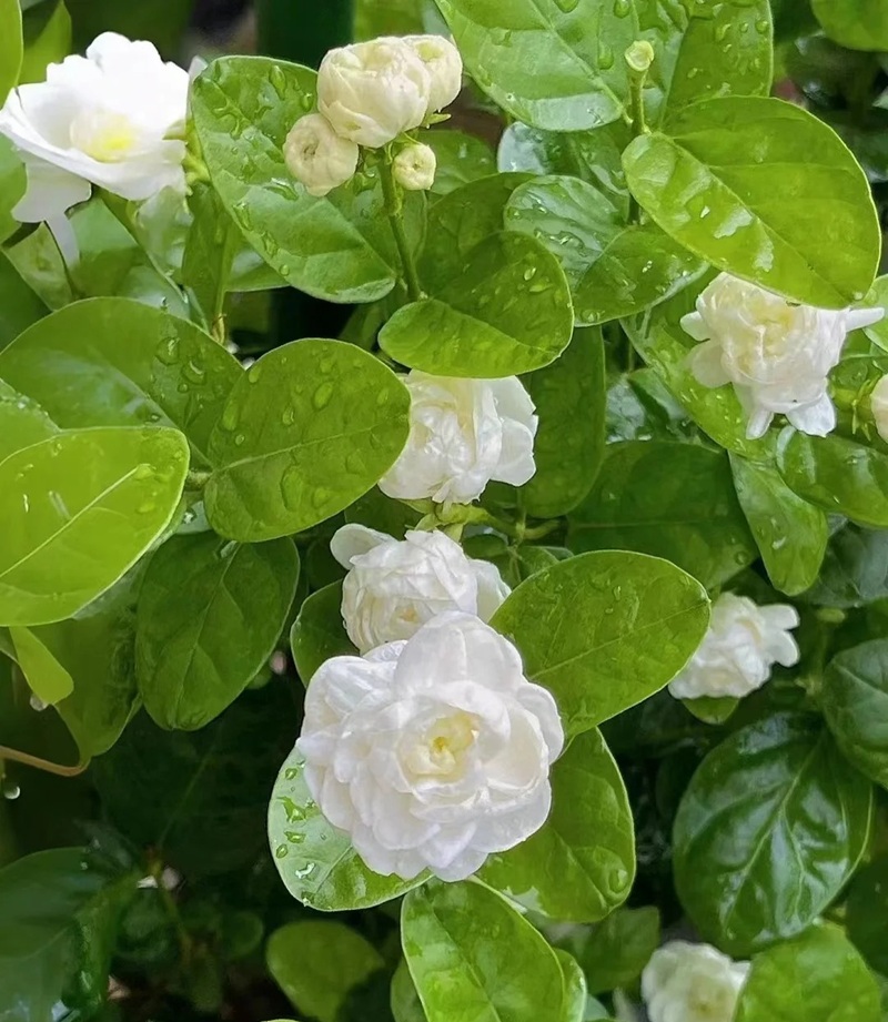 bộ sưu tập ảnh hoa đẹp 35