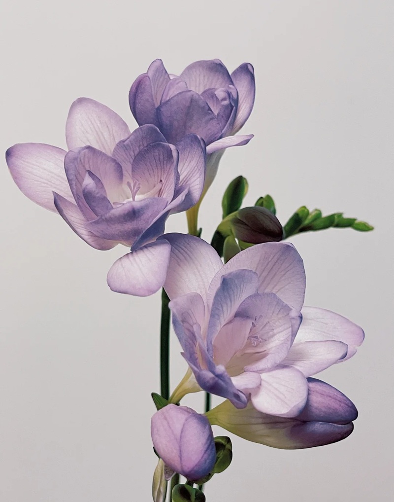 bộ sưu tập ảnh hoa đẹp 4