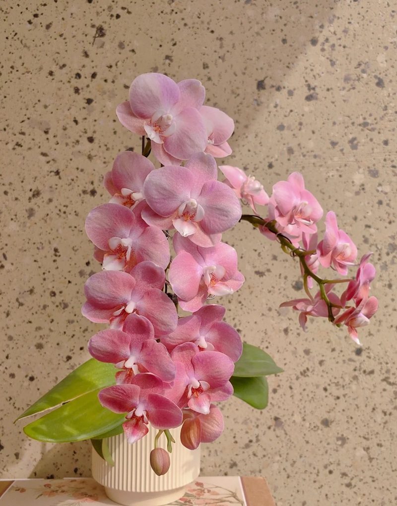 bộ sưu tập ảnh hoa đẹp 5