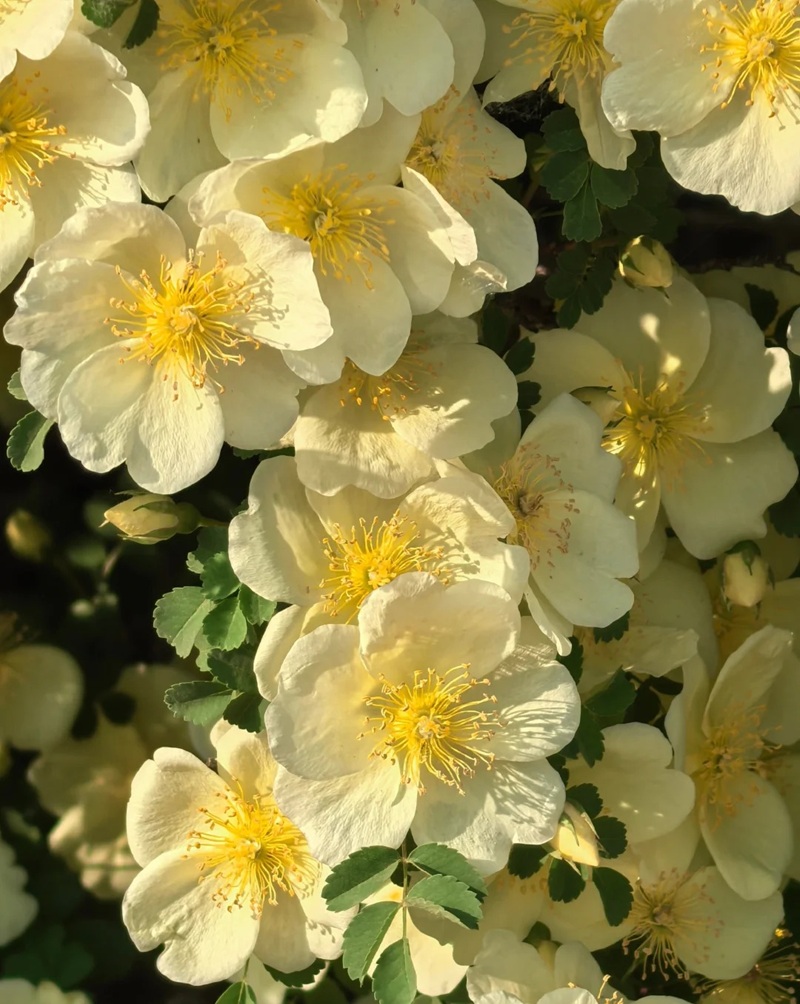 bộ sưu tập ảnh hoa đẹp 9