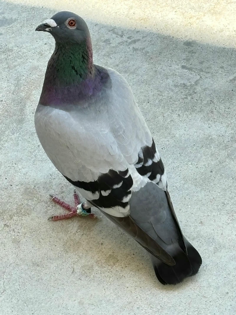 hình ảnh chim bồ câu 12