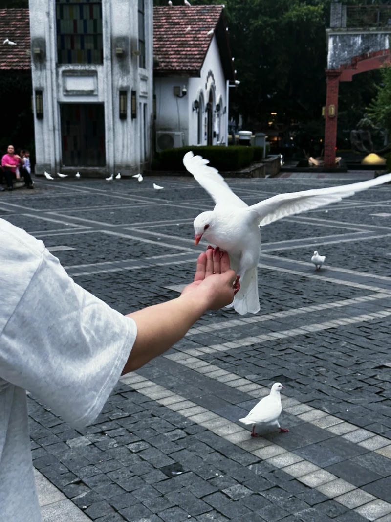 hình ảnh chim bồ câu 3