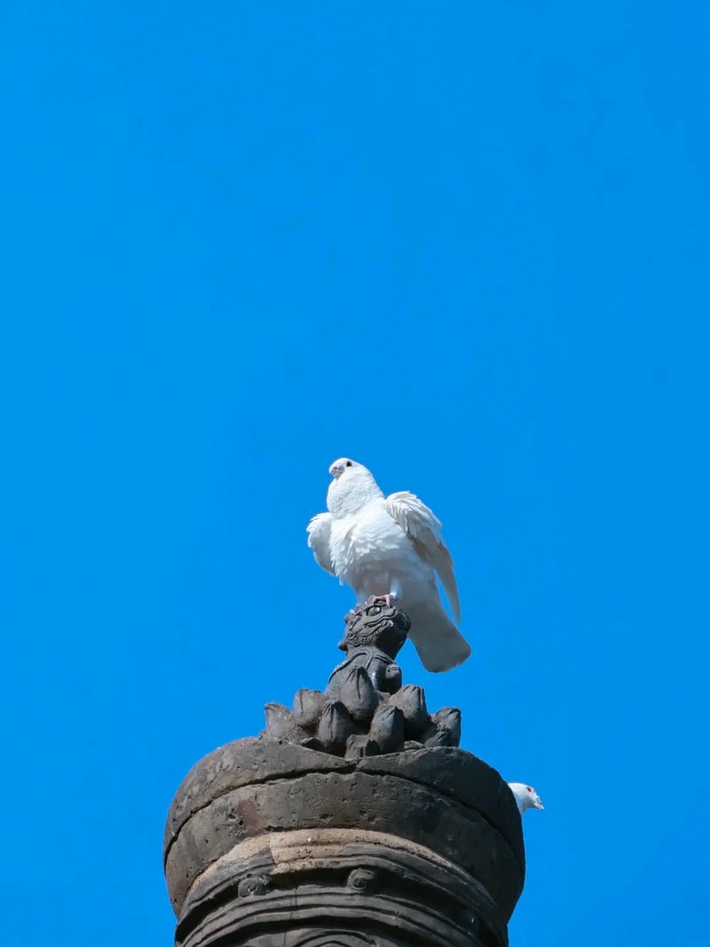 hình ảnh chim bồ câu 7