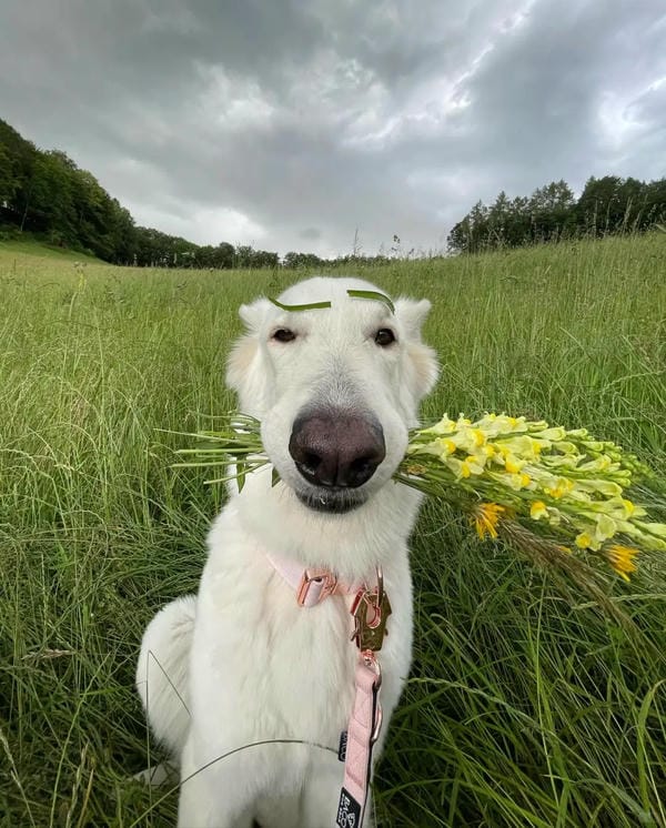 hình ảnh chó hài hước​