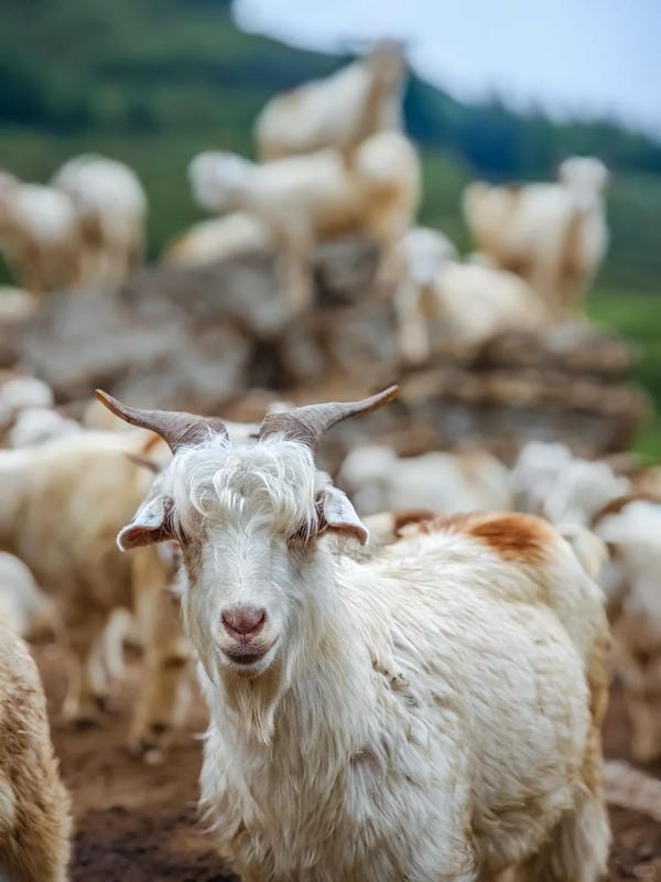 hình ảnh con bò 1