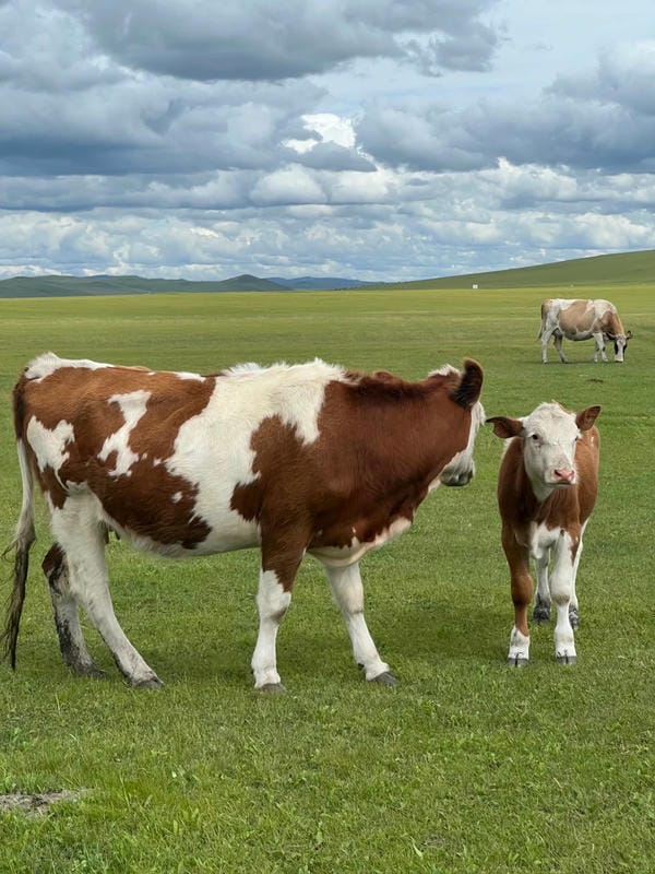 hình ảnh con bò 10