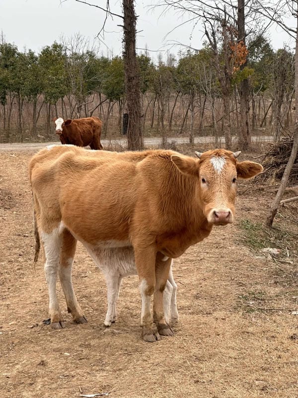 hình ảnh con bò 14