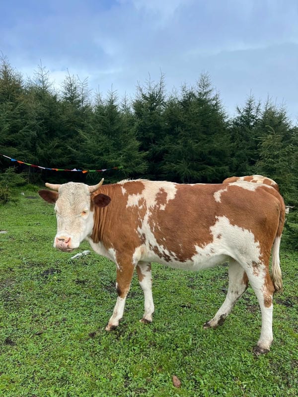 hình ảnh con bò 17