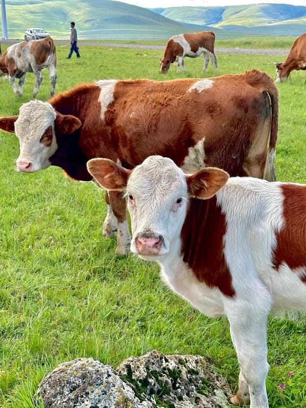 hình ảnh con bò 18