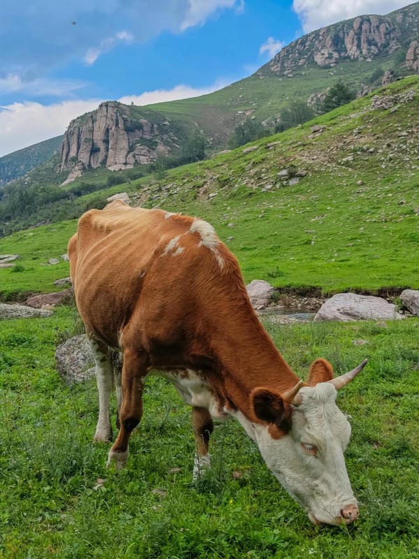 hình ảnh con bò 2