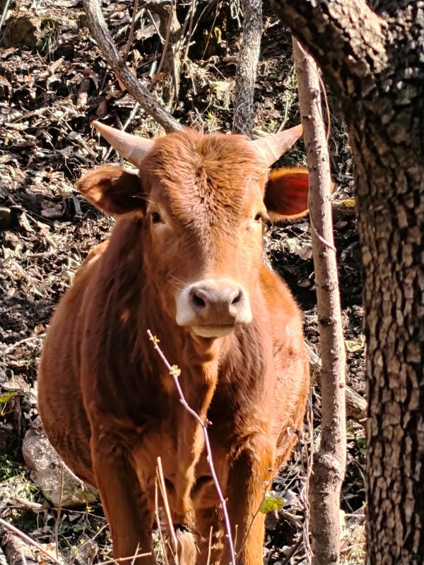 hình ảnh con bò 20