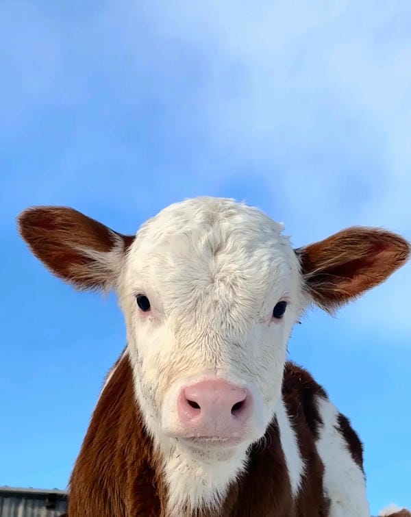 hình ảnh con bò 21