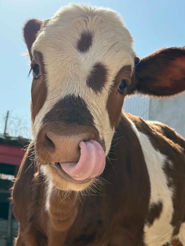 hình ảnh con bò 22