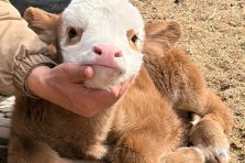 Chọn lọc 250+ hình ảnh con bò đáng yêu nhìn là muốn lưu ngay