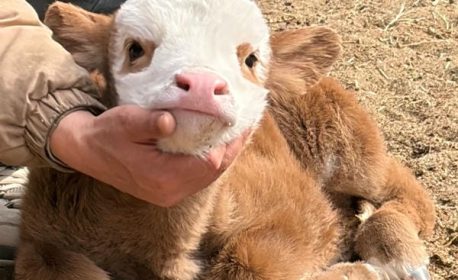 Chọn lọc 250+ hình ảnh con bò đáng yêu nhìn là muốn lưu ngay