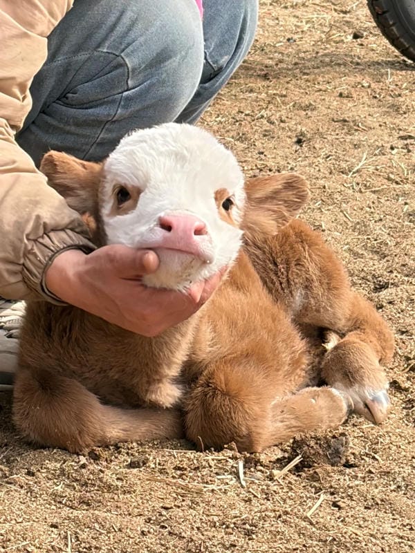 hình ảnh con bò 23