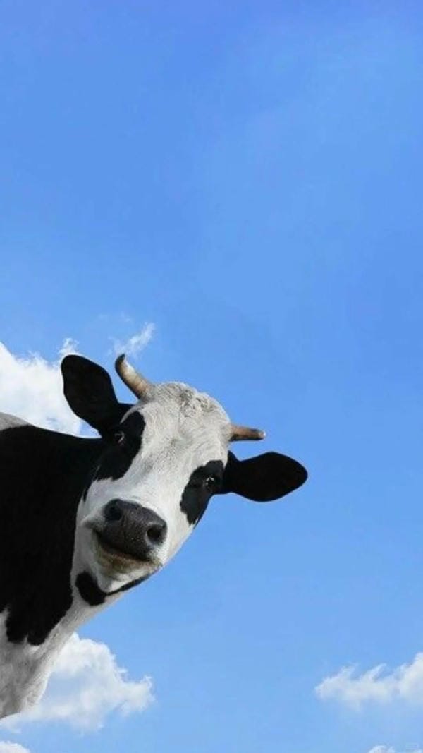 hình ảnh con bò 24