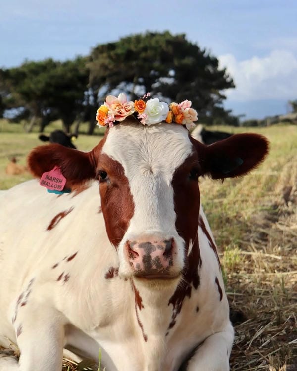 hình ảnh con bò 27