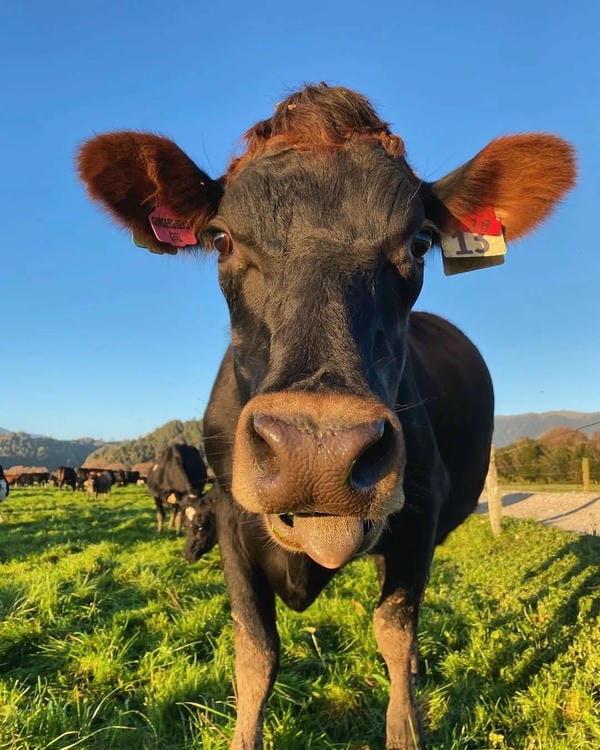 hình ảnh con bò 29