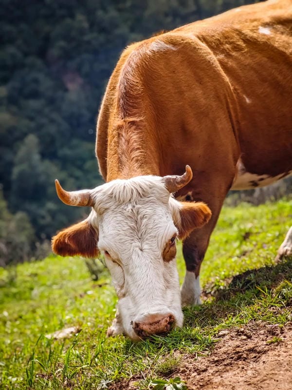 hình ảnh con bò 3