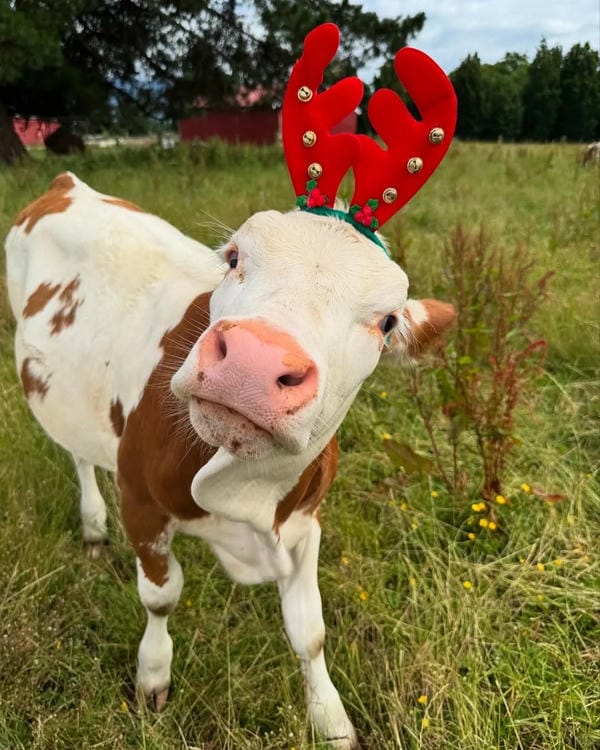 hình ảnh con bò 30