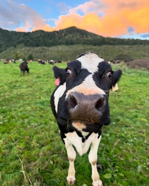 hình ảnh con bò 31