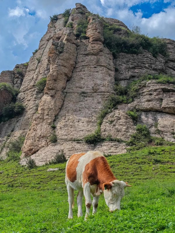 hình ảnh con bò 4