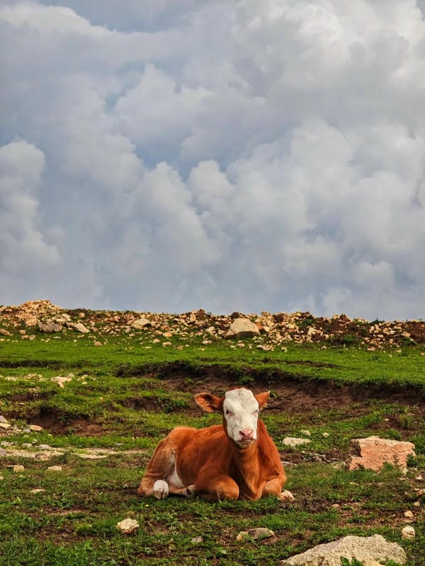 hình ảnh con bò 5