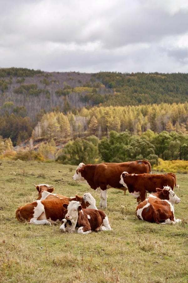 hình ảnh con bò 6