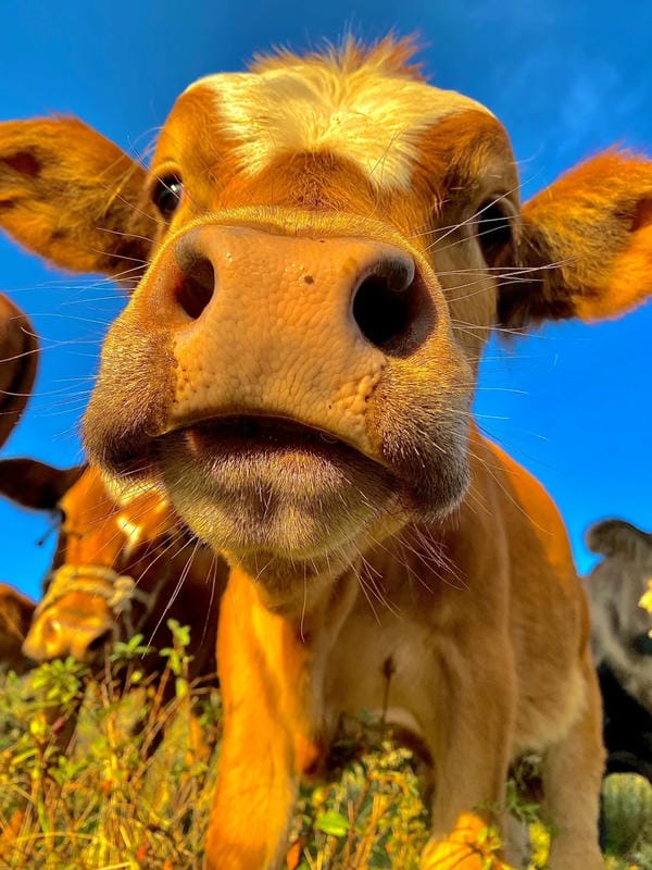 hình ảnh con bò 8