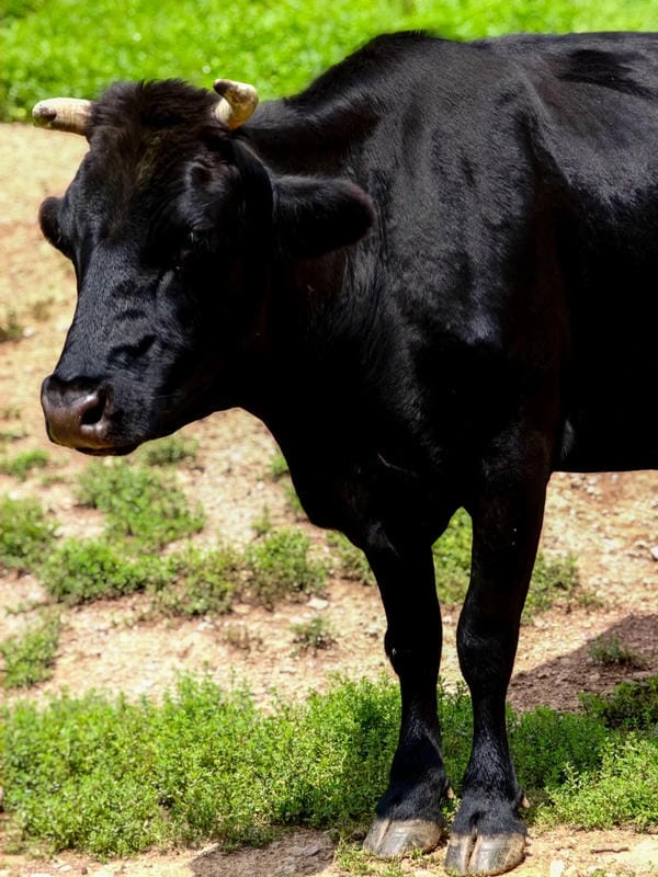 hình ảnh con bò đẹp