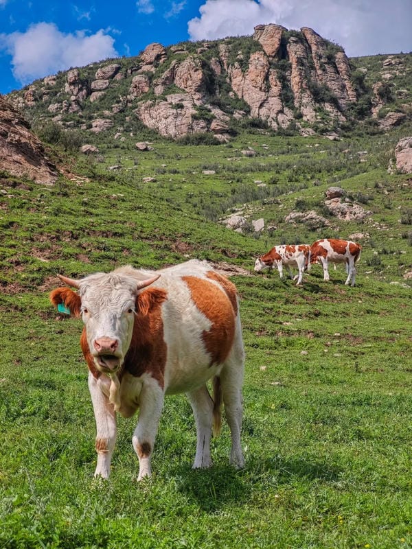 hình ảnh con bò sữa