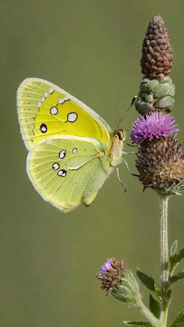 hình ảnh con bướm 12