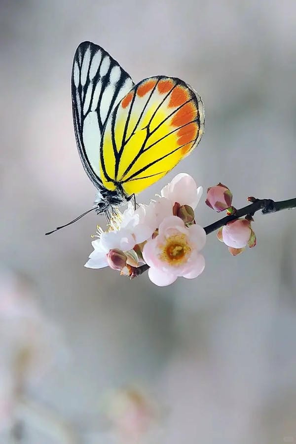 hình ảnh con bướm 19