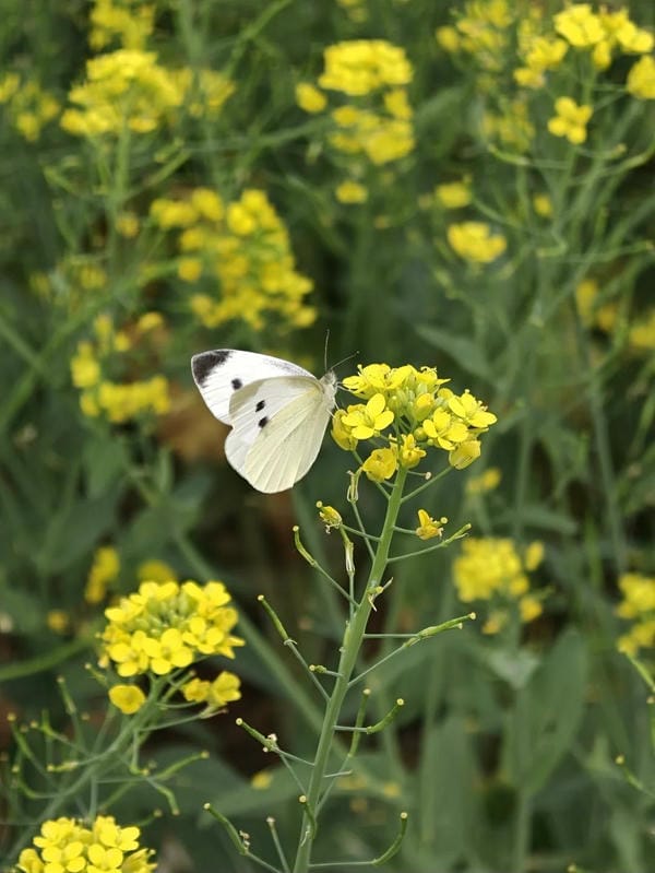 hình ảnh con bướm 27