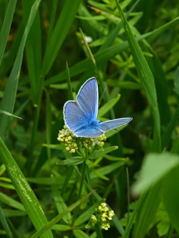 hình ảnh con bướm 28