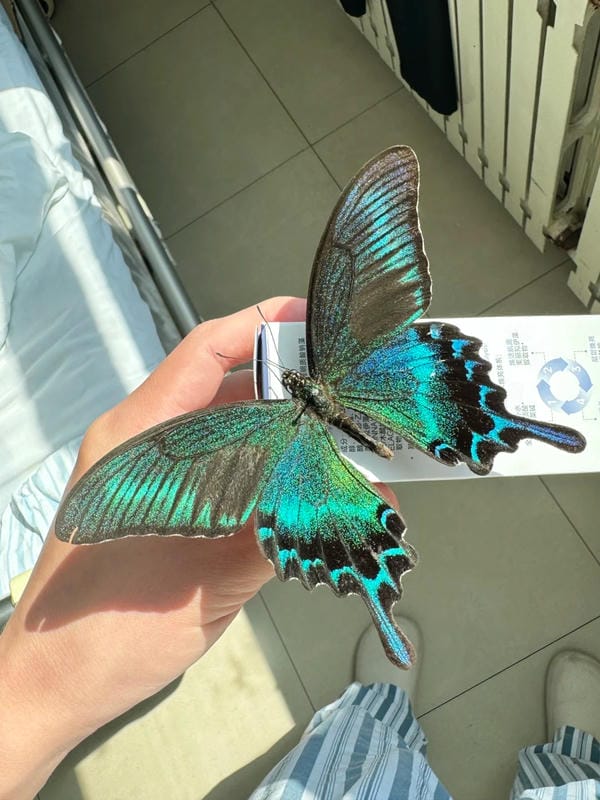 hình ảnh con bướm 29