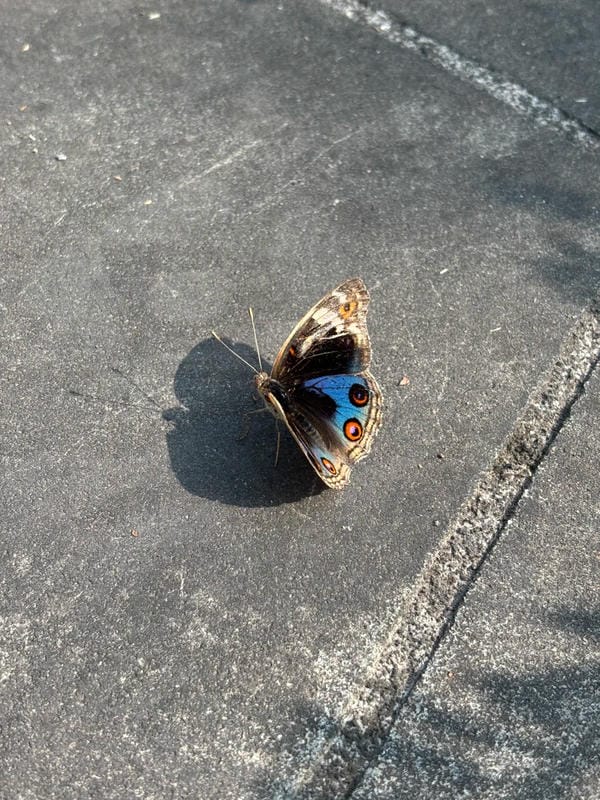 hình ảnh con bướm 30