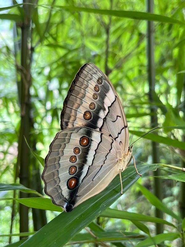 hình ảnh con bướm 31