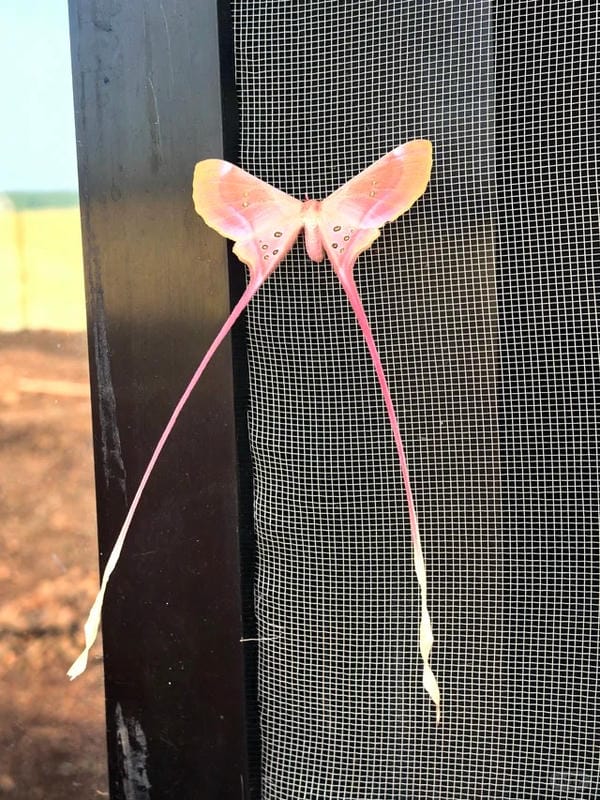 hình ảnh con bướm 32