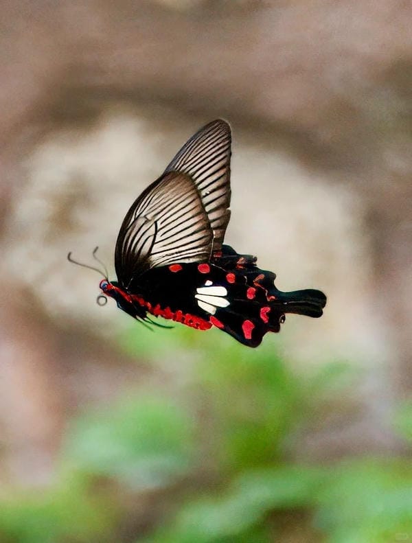 hình ảnh con bướm 4