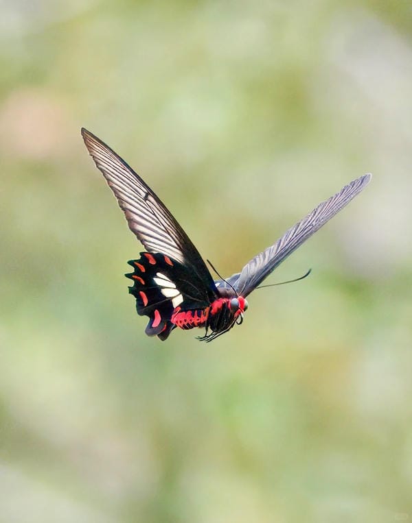 hình ảnh con bướm 5